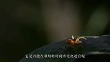 老外自制“硬核迷宫”，并放入蚂蚁军团，结果不忍直视！