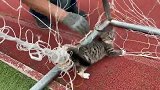 运动场上被困的小野猫