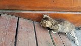 猫咪生了一只独生幼崽，这么调皮捣蛋，它也不生气！