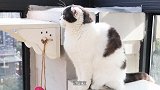 带两只狗去执行神秘任务，不料一个动作暴露汪星人真实本性