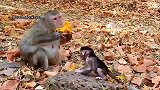 猴宝看猴妈吃芒果看得口水直流，好想吃哦