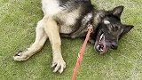 退休搜救犬躺在地上和主人斗智斗勇