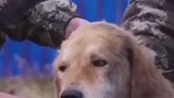 军犬为保护营地，挺身而出与棕熊打架牙齿都被拍掉