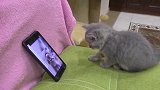 小猫咪在沙发上看手机里的猫咪视频，看看它有什么有趣的反应？