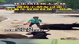 牦牛挡住旅人去路，藏族小朋友赶紧跑过来解围，对着牛屁股就是一