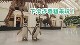 成精了？两企鹅变“游客”参观博物馆 像人类一样散步，驻足观看