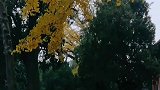 愿做菩萨那朵莲