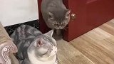 一看就是妻管严猫，进门生怕惊到母猫