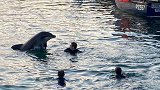 英国：一海豚游到港口和游泳者互动，在人身边跳跃玩耍