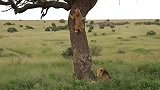 雄狮亲兄弟为母狮打架—架打完了母狮呢？