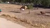 牛发狂顶撞小男孩，越野车见状上前施救