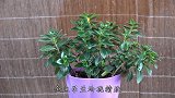 金鱼吊兰养了几年还不开花？养护方法换一换，花多根壮不落叶