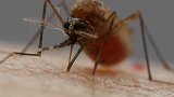 法国动物权利人士建议人类为蚊子献血 它们要养幼虫