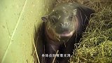 河马宝宝吓唬犀牛，不料被忽视了，只好回家找妈妈来