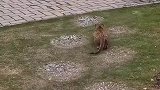 看猫咪弹射起步捕猎，不愧是老虎师傅