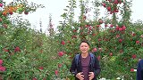 小伙考察甘肃惠民短枝苹果基地，听听当地“苹果之父”怎么说？