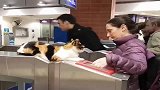 地铁站里，一只可爱的流浪猫趴在机器上，好像在监督乘客