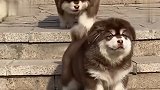 猫：想吃你直说，以后我给你现拉行吗，热乎的