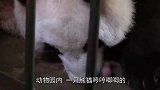 熊猫哼唧唧，叼着个“东西”硬要给饲养员看快放下它让我来！