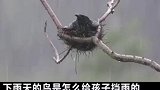 鸟妈妈用自己的身体给孩子挡雨