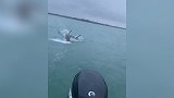 新西兰：一名渔夫拍到4米长大白鲨跃出水面抢走鱼获