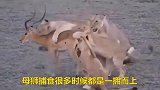 母狮来来来，姐妹们开吃了