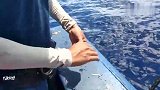 小伙深海钓鱼，本想钓飞鱼的，结果遇到金枪鱼，这下过足手瘾
