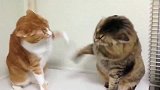 橘猫：打你咋的狸花猫：老猫不发威，当我是假猫啊