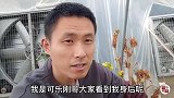 法师多肉生命力到底多强大？脱土三个月竟然还活着！