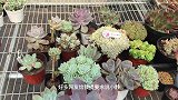 多肉徒长别怕，做好及时拯救，就能美成花