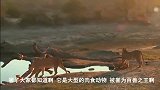 母狮从野狗口中营救小狮子，野生动物真正的战斗，野狗狩猎失败！