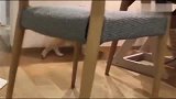 忠犬柯基抱着主人的袜子，痴痴等候男主人回家