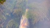 鱼搁浅，直接捡了几十条，扔水里还都活的