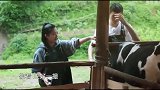 何蓝逗一直对着牛唱歌，张子枫看，它有反应