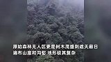 第一视角看哀牢山无人区：植被遮天蔽日，如现实版“云南虫谷”