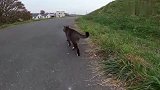 路遇傲娇的肥猫刚开始还很警惕，最后却主动蹭腿不肯走！