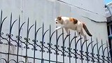 这是一只会功夫的猫咪，身手不凡