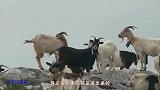 6只羚羊被迫飞跃悬崖，竟没一只退缩的，最后那只才是真高手