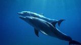 塑料海洋 片花(05)
