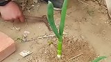完整无损拔大葱，一根完整大葱多卖好几块，网友：拔完一亩田得需要一个月吧