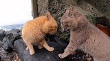 猫咪打架名场面，因为什么而打架？