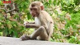 猴子利帕被猴妈惨无人道的变态撕咬，几乎要了它的命，太疯狂了