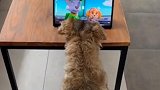 阿根廷一只宠物狗沉迷于看动画片 坐在地上目不转睛