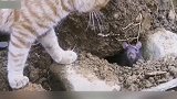 爆笑：什么情况？怎么忽然之间一动不动了？