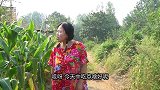 美女偷花生上瘾，小伙化妆成稻草人，捉住美女回家当媳妇，太逗了