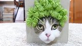 猫咪的艺术发型太有意思了，第4个发型最搞笑