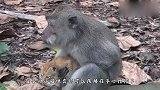 猴子为什么抱着一只小奶猫，真相是这样的！