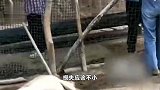 山西一农户50多只羊被豹子咬死？当地：羊做无害化处理，会补偿