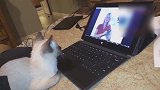 呆萌的猫咪，对电脑里的同类，显得很感兴趣！