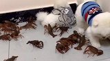 看两只小家伙吓得打哆嗦